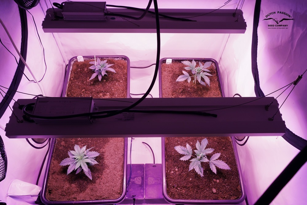 In the cannabis vegetative stage PPFD levels from 400-600 are often used