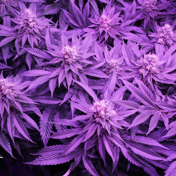 Sugar Bomb Punch, Dutch Passion