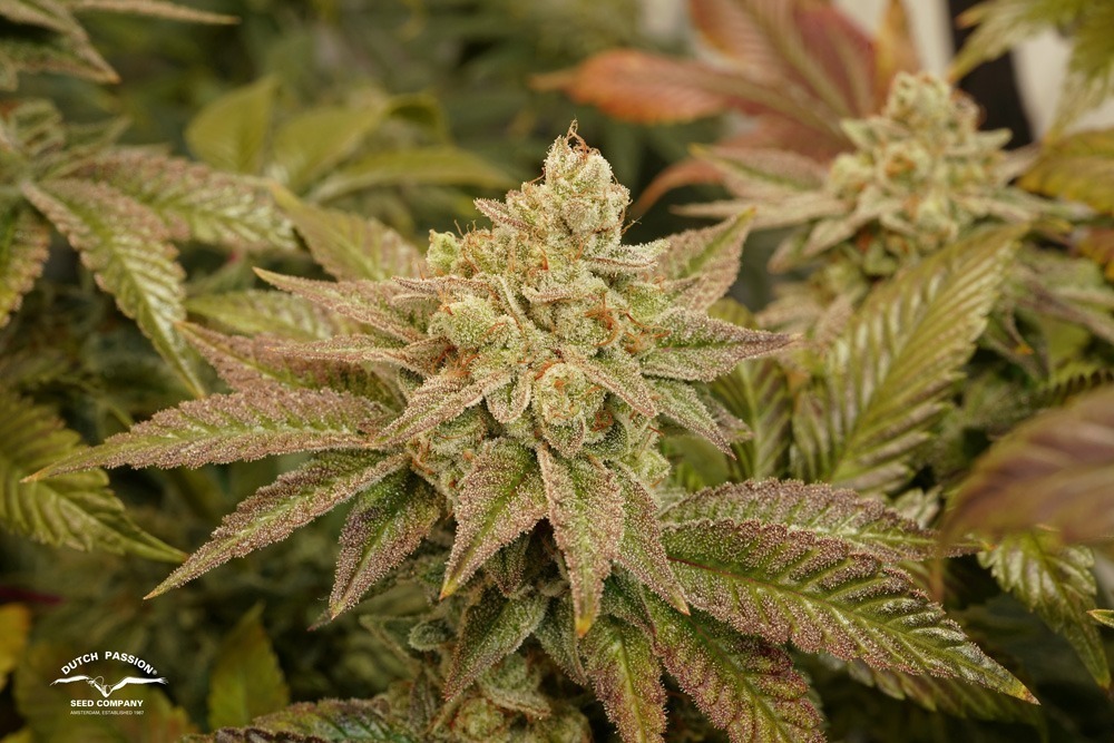 Kerosene Krash feminised by Dutch Passion