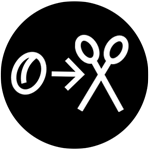 Autoflowering cannabis seed to harvest time