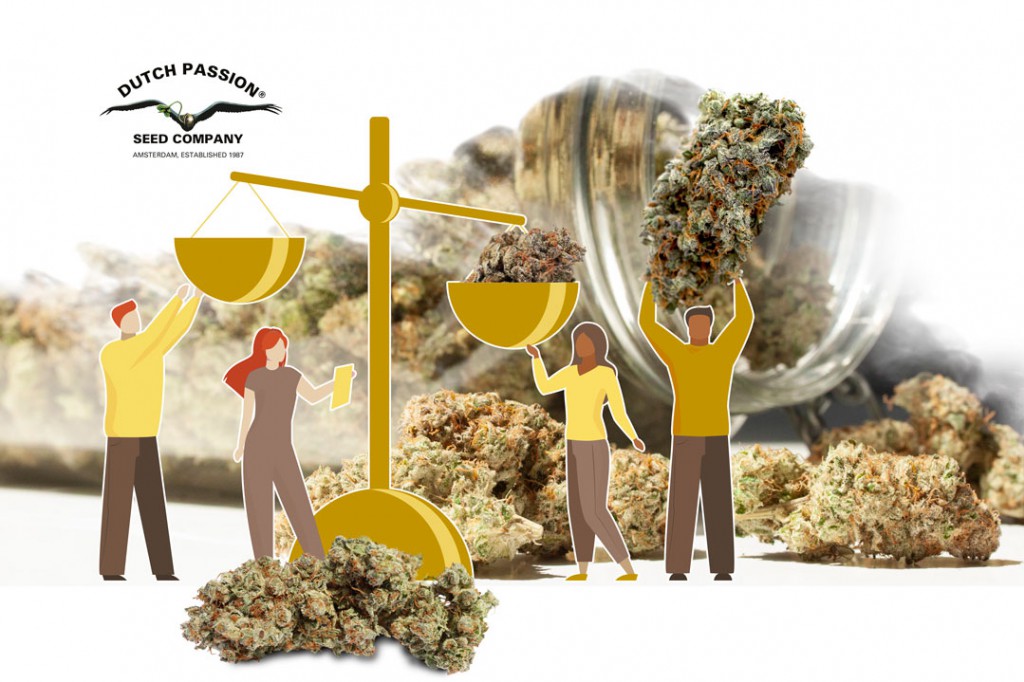 Top 5 best yielding feminised