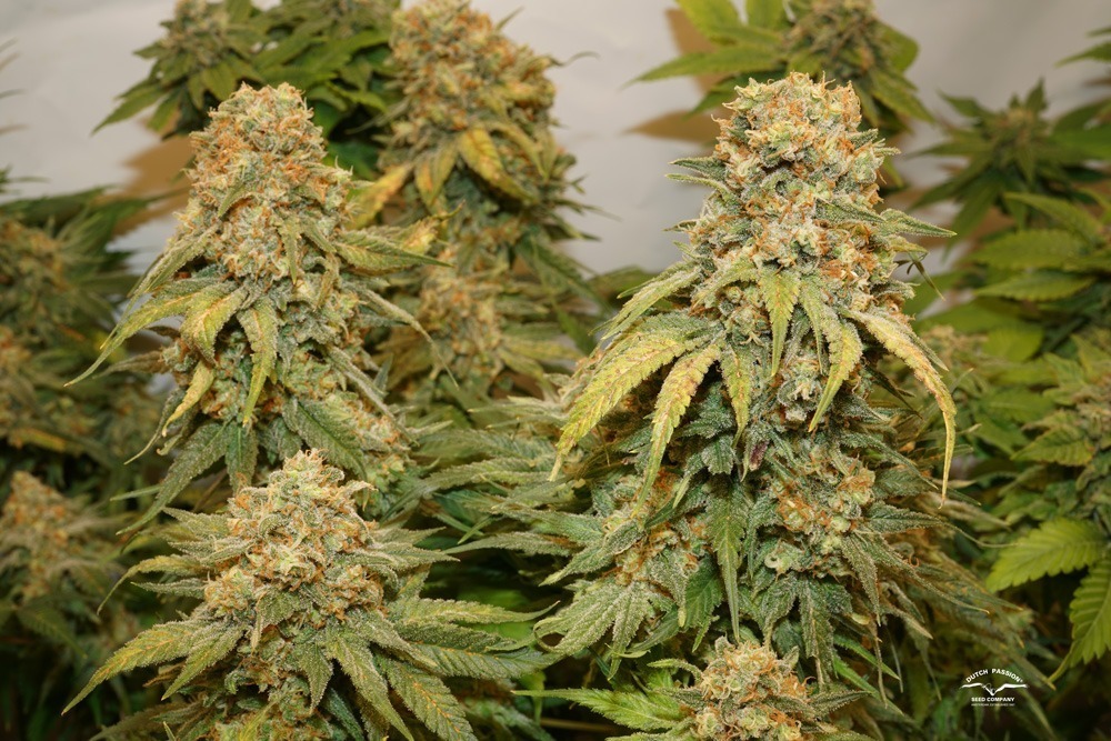 Banana Blaze Dutch Passion seed company