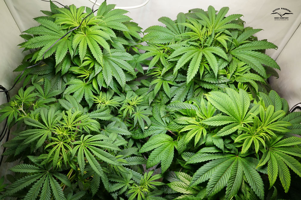 C-Vibez germination rate was fast. All seeds germinated within 3.5 days.