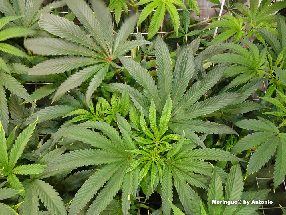 Meringue feminised cannabis seeds grown with SCROG