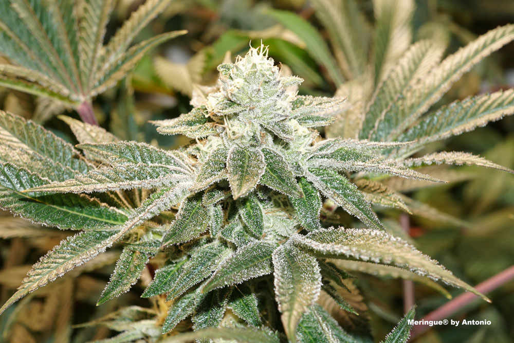 Meringue grown with an average temperature of 20-28ºC (min 18.5ºC, max 29ºC).