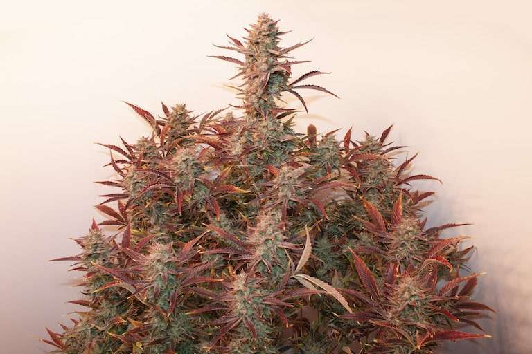 Dutch Passion’s heaviest XXL autoflower seeds