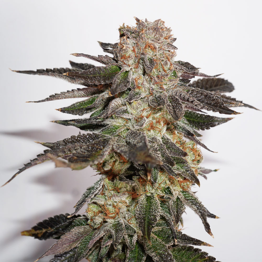 Meringue frosty THC-rich bud grown with "GHE General Organics" nutrients.