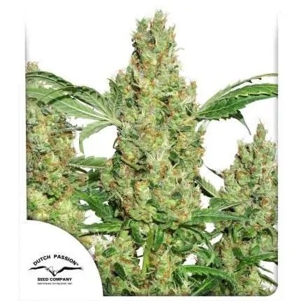 Power Plant Dutch Passion Cannabis Seeds