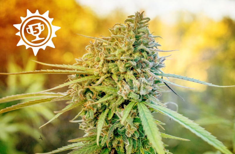 Top 5 best yielding feminised