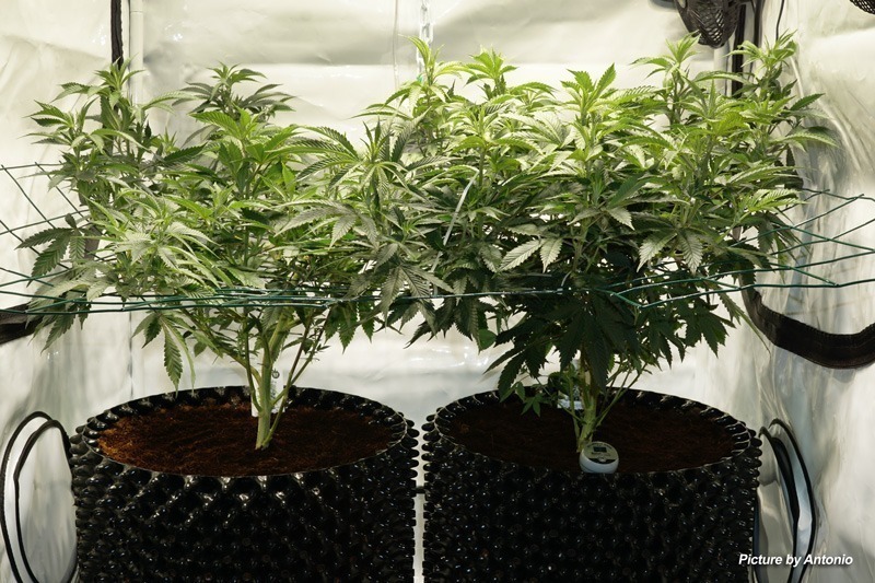 How to irrigate your SCROG