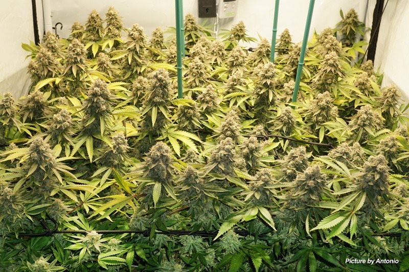 How to SCROG with maximum yield