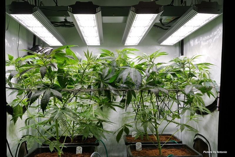 SCROG grow method and lighting (indoor LED vs outdoor SCROG)