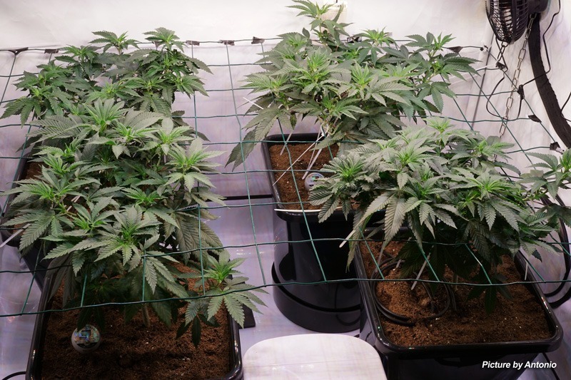 Scrogging autoflowers