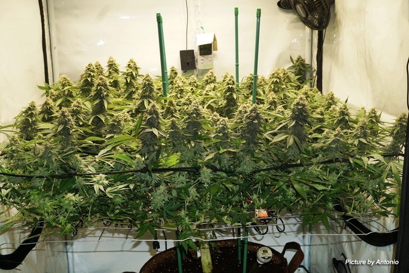 Trimming leaves under SCROG