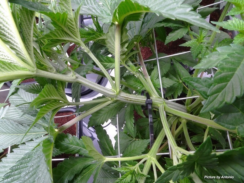 When and how to SCROG your cannabis plant