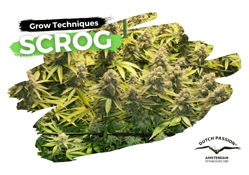 Scrogging cannabis guide
