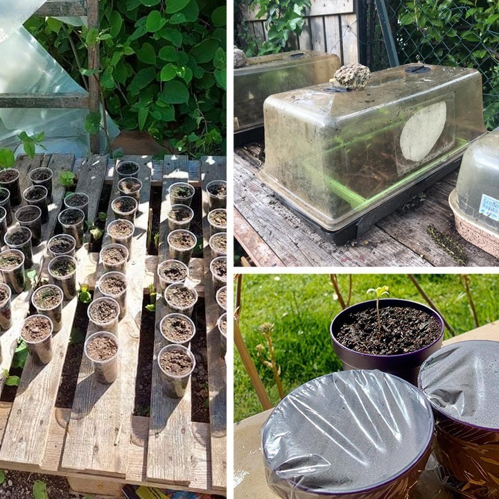 Outdoor growers can struggle to achieve good germination rates