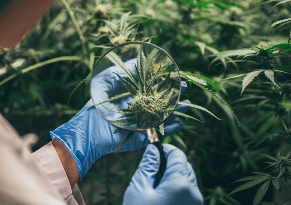 How to harvest indoor cannabis