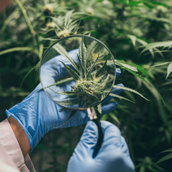 How to harvest indoor cannabis