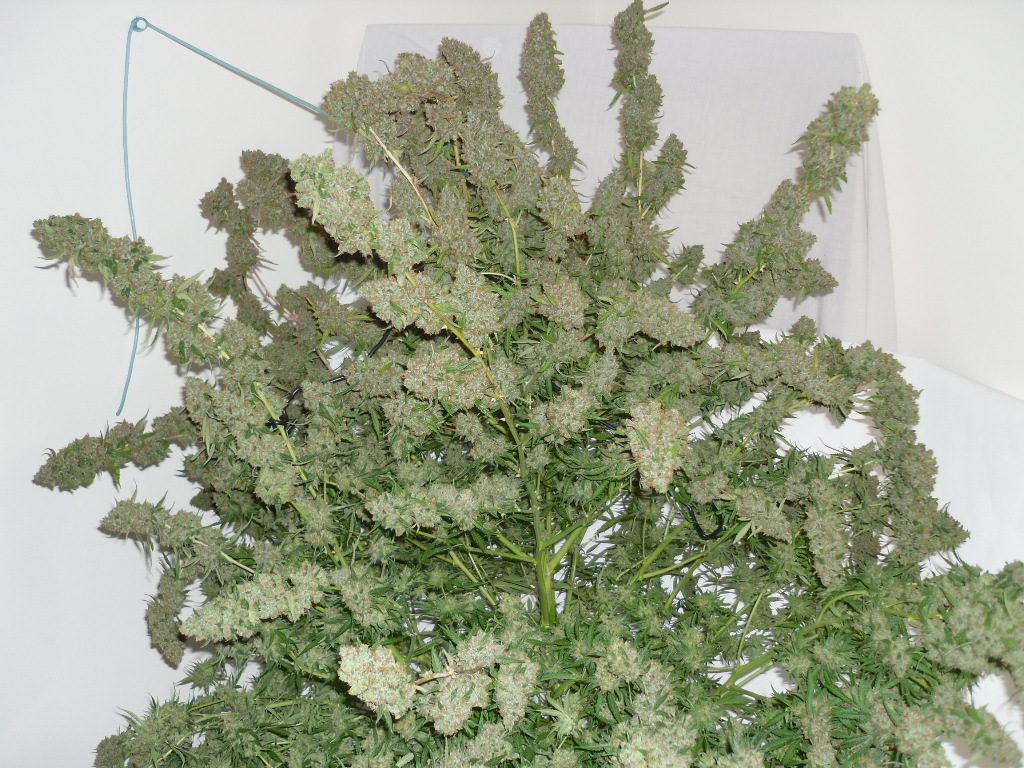 Auto Ultimate DWC by Mr Ganjamoto (1/3)