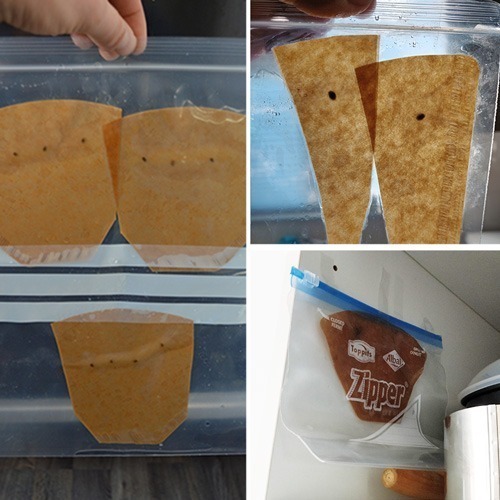 Coffee filter cannabis seeds germination fail