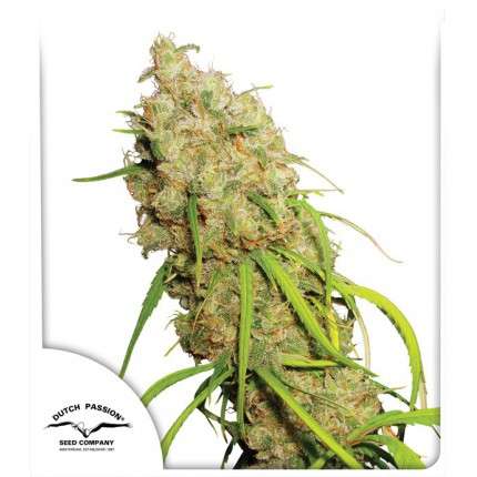 Desfran feminised cannabis seeds