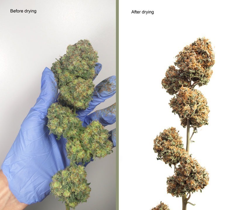 Forest Dream cannabis buds before and after drying/curing