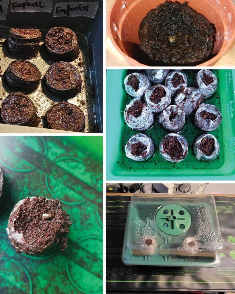 Jiffies cannabis seeds germination fail.