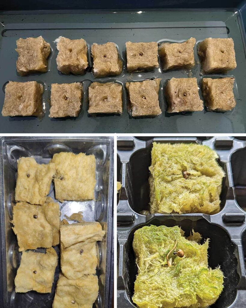 La germination des graines de cannabis avec des cubes de laine de roche échoue.