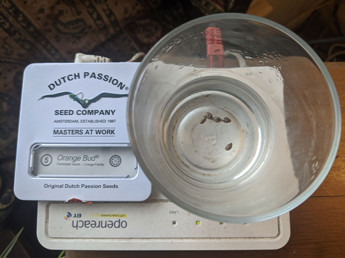 cannabis seeds like a moist environment but do not perform well in soaked/saturated one