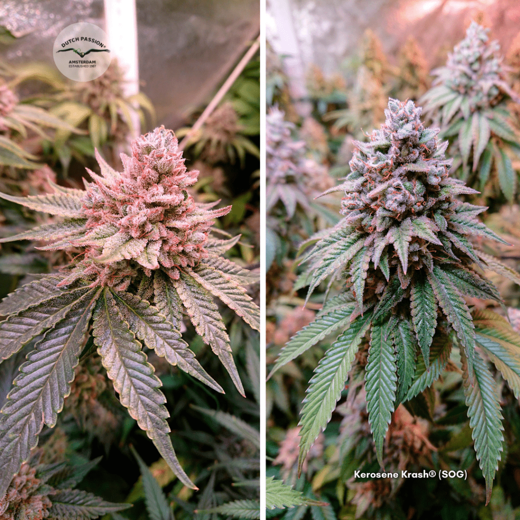 Dutch Passion Kerosene Krash grown with the SOG method
