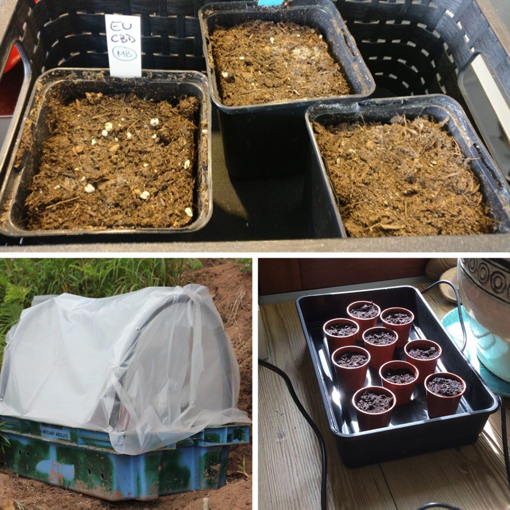 Overheating cannabis seeds will slowly cook and destroy your seedlings