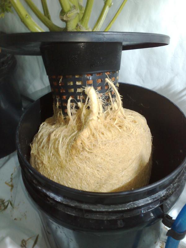 Think Different healthy root system (DWC)