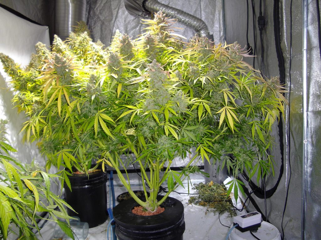 Think Different DWC grow by Antonio