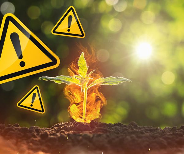 top 10 seedling and germination mistakes