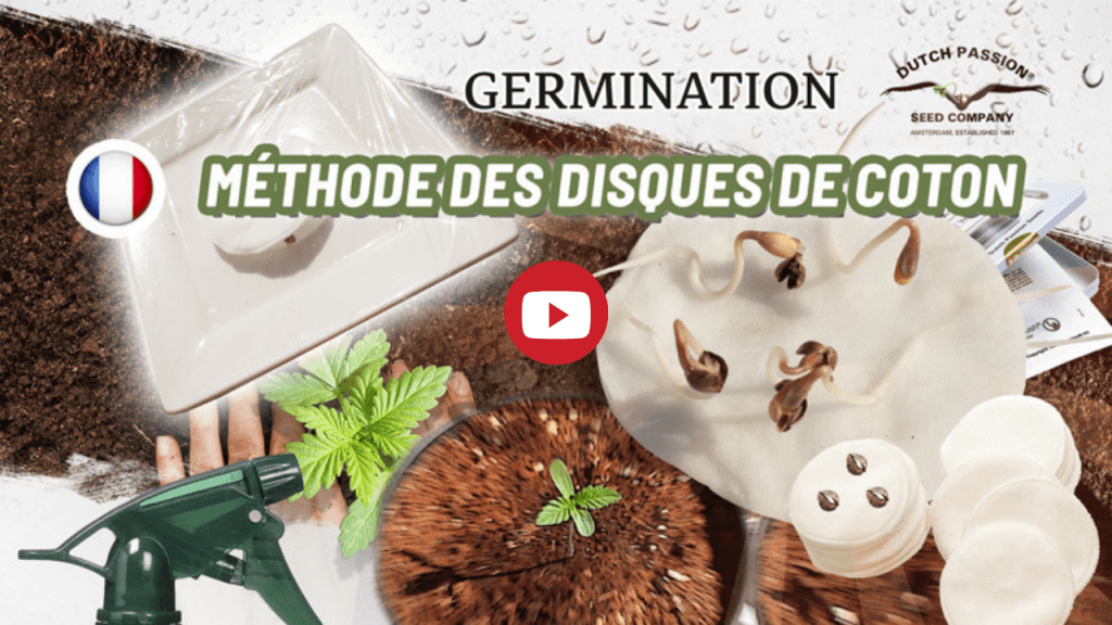 Video: Comment faire germer des graines de cannabis dans du coton ?