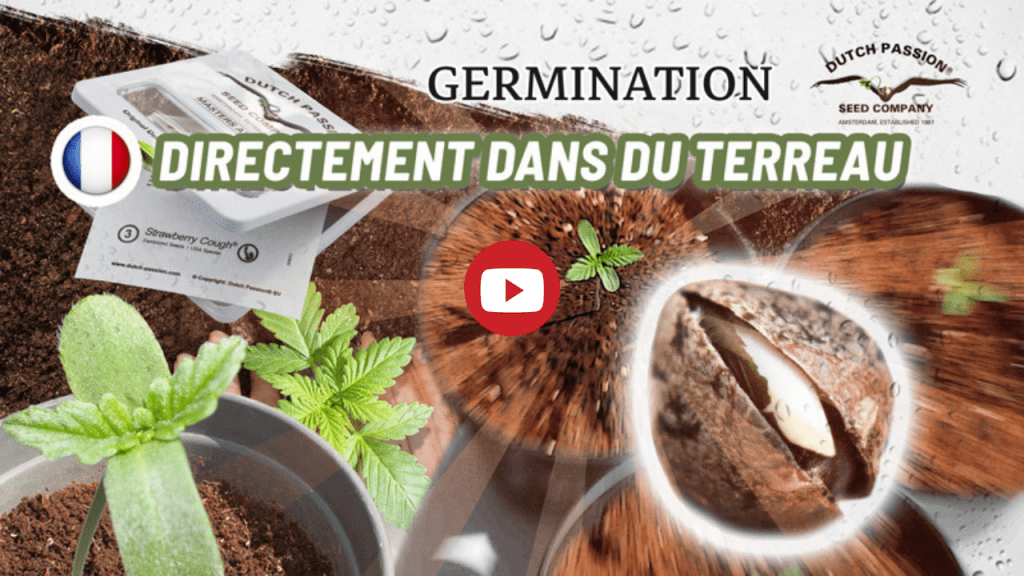 Video: Comment faire germer des graines de cannabis dans le sol ?