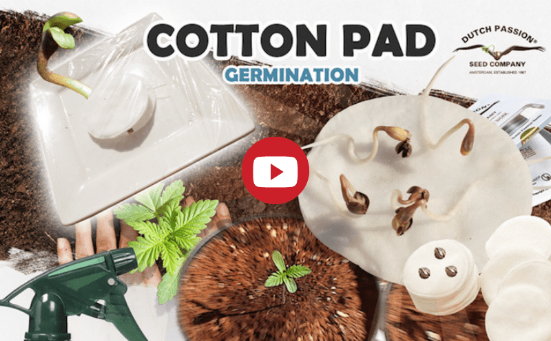 Cotton pad germination video