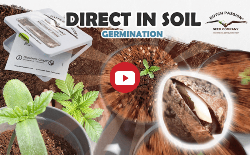 Direct in soil germination video