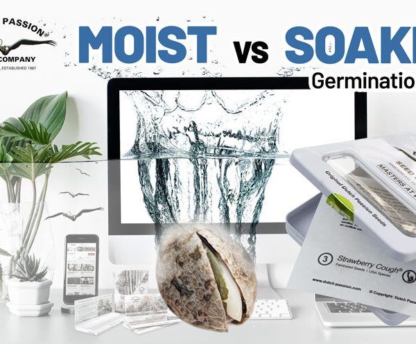 Moist vs Soaked cannabis seed germination