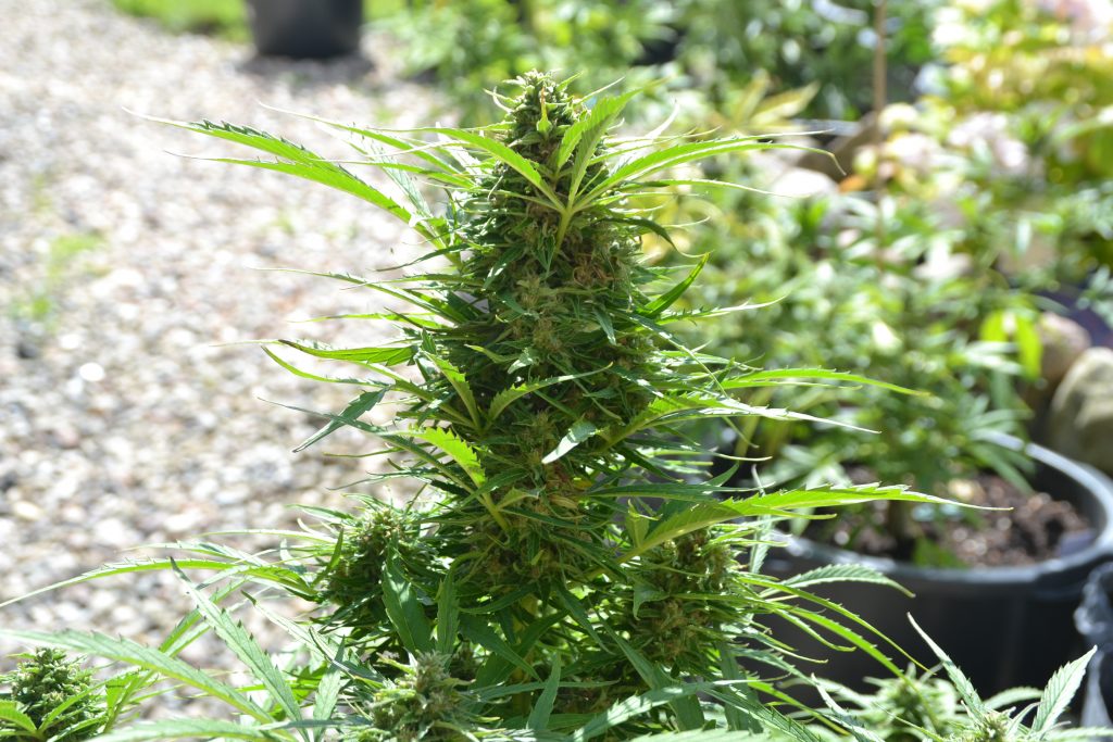 Auto Mazar grown outdoors in Europe