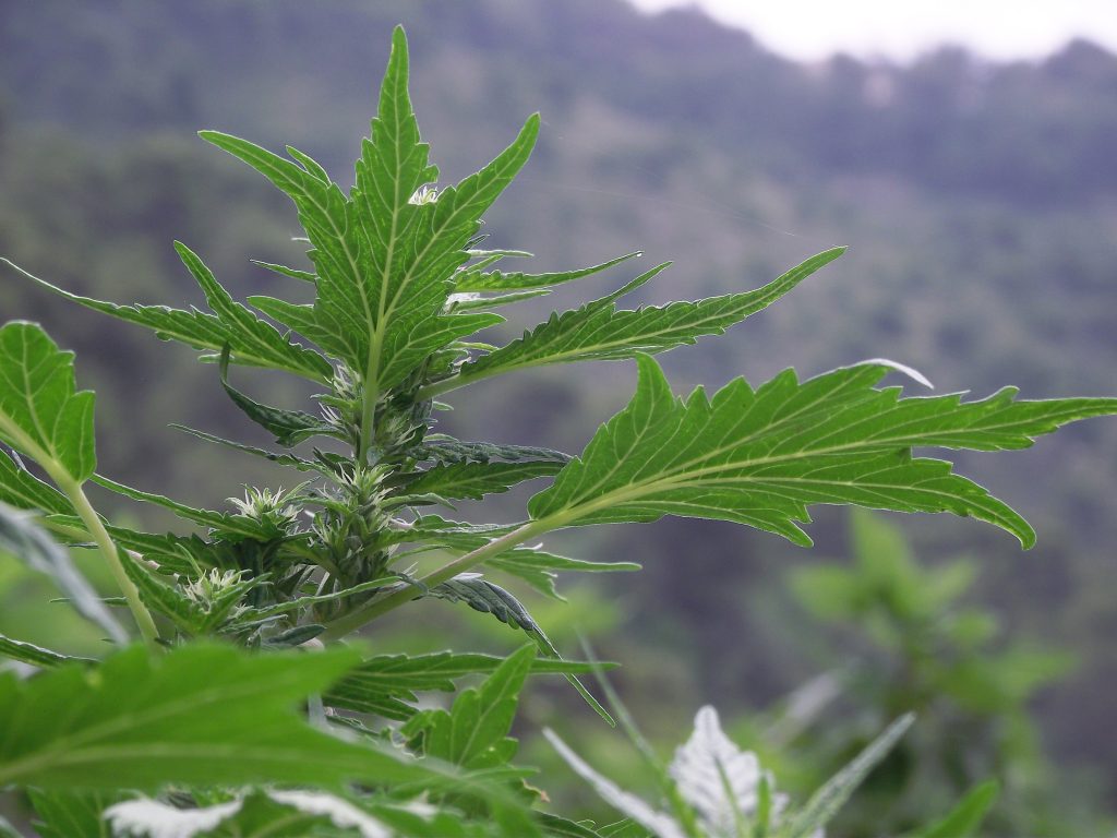 Auto Duck Grown Outdoors