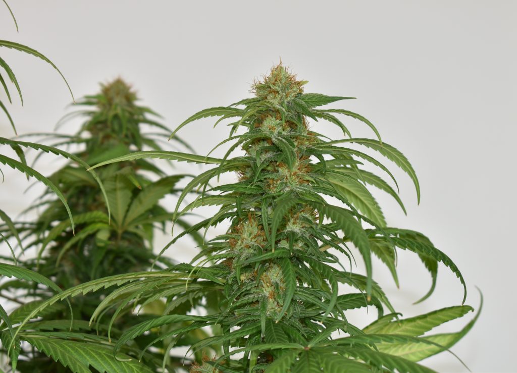 CBG-Force feminised seeds grow report by Mr Jose