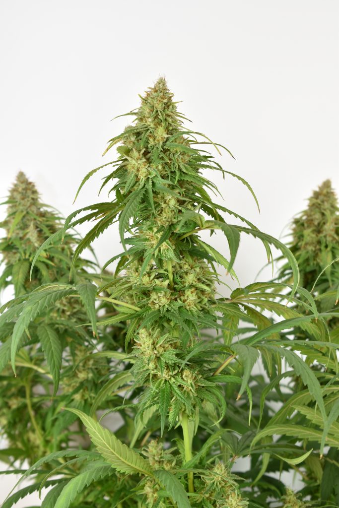 CBG-Force feminised seeds grow report by Mr Jose