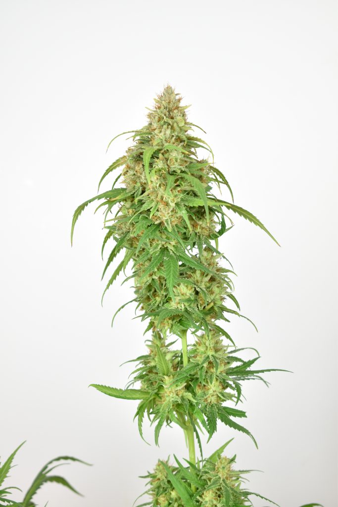 CBG-Force feminised seeds grow report by Mr Jose