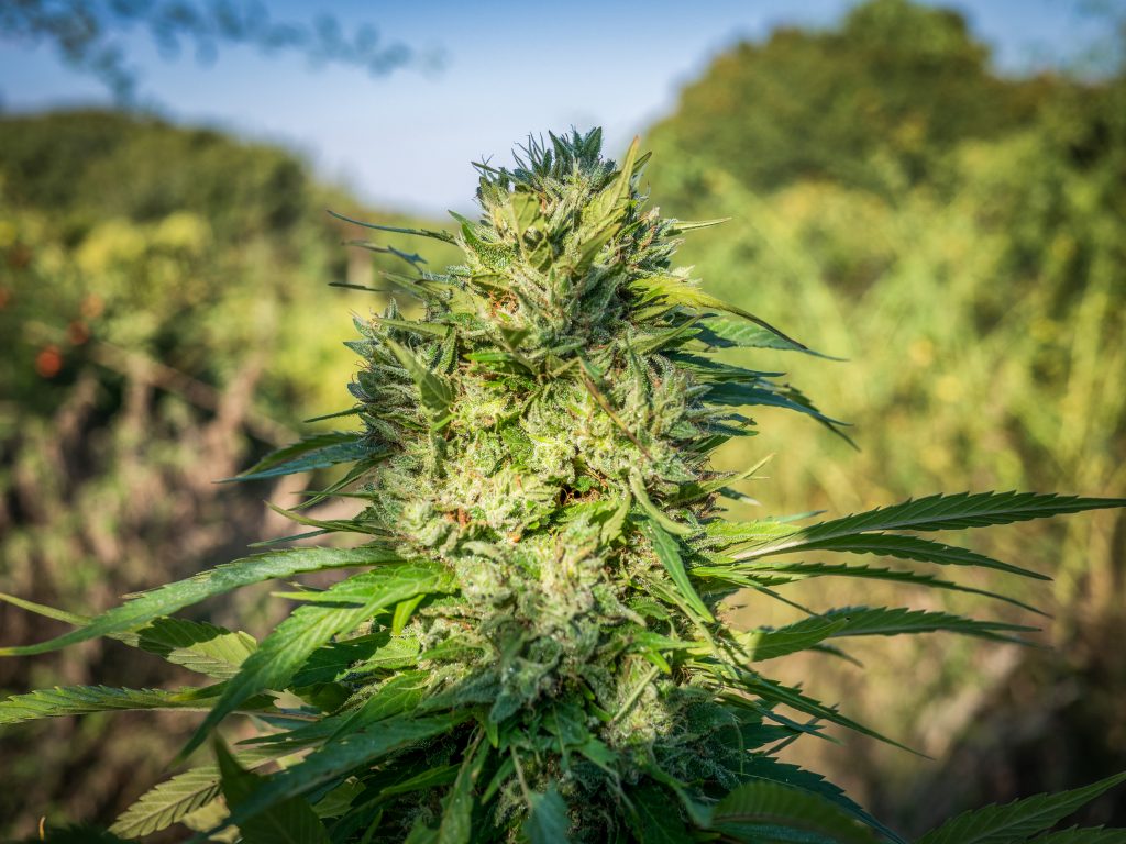 Durban Poison grown outdoors