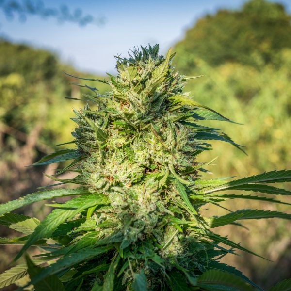 Durban Poison grown outdoors