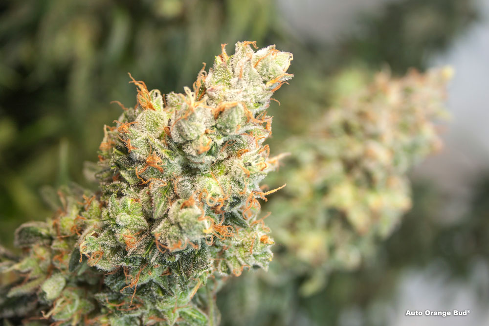 Auto Orange Bud fruity autoflower bud