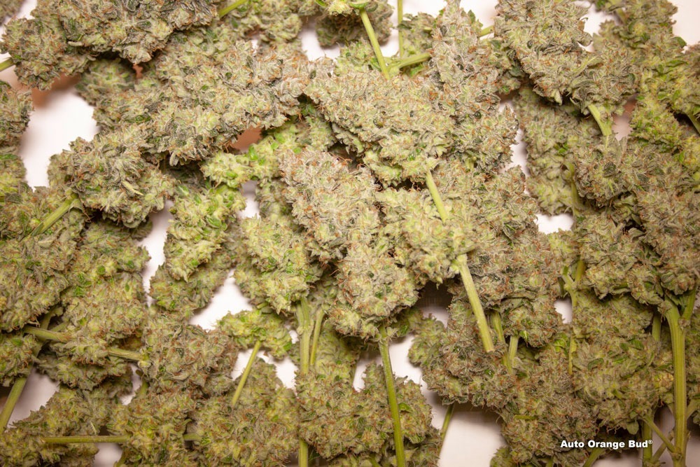 Auto Orange Bud fruity buds before drying