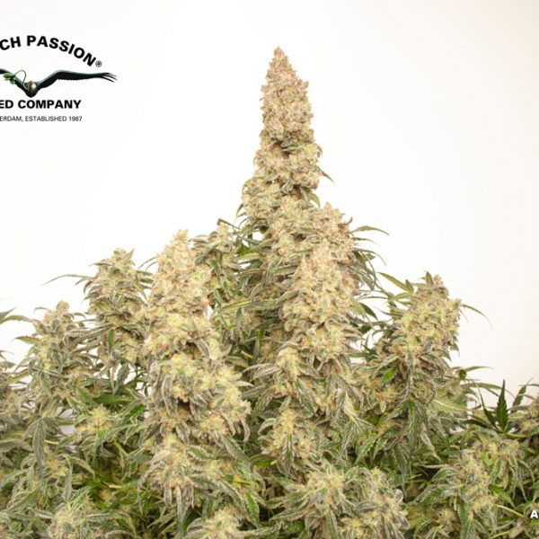 Auto Orange Bud fruity autoflower by Dutch Passion